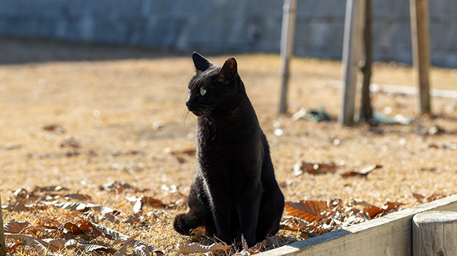 遠くを見つめる黒猫
